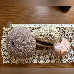 Nautical Home Decor Lot 3 Jumbo Sea Shells Urchin Clam Rustic Barnacle Cottage